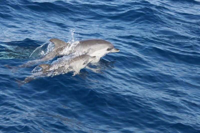 Lanzarote: Lobos Island Half-Day Dolphin Watching Trip - Additional Information
