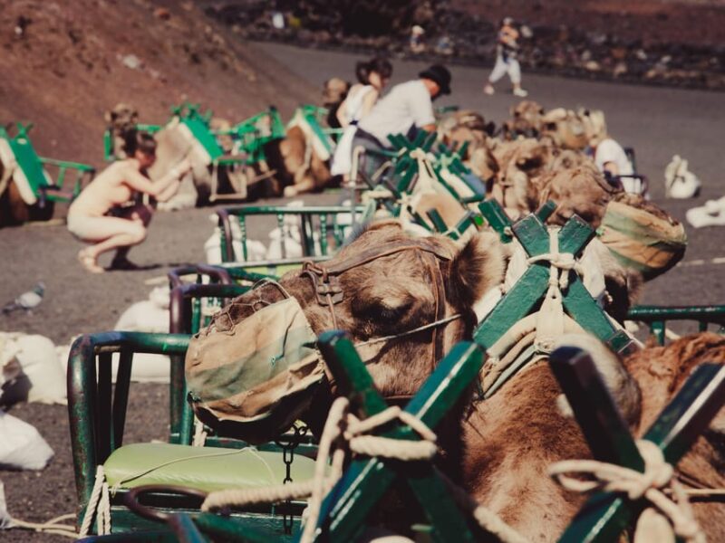 LANZAROTE: PANORAMIC ISLAND TOUR - Scenic Views and Culture