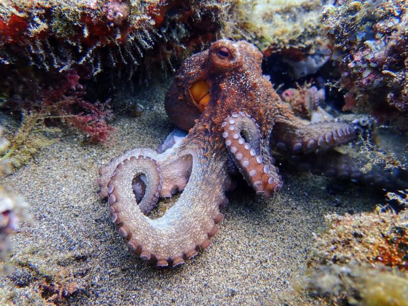 Lanzarote: Scuba Diving for Beginners - 1 Dive - Optional Add-ons