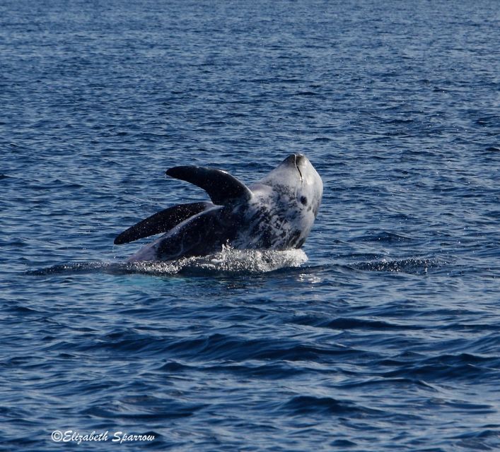 Lanzarote: Sea Safari Experience - Key Points