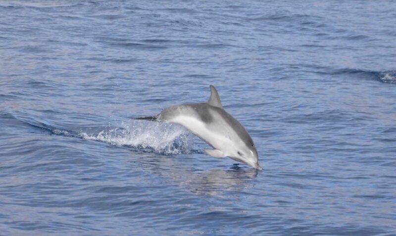 Lanzarote: Sea Safari Experience - Highlights