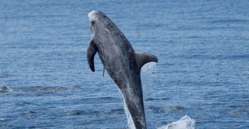 Lanzarote: Sea Safari Experience - Inclusions