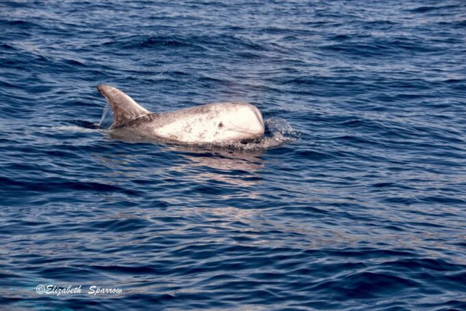 Lanzarote: Sea Safari Experience - Lanzarotes Dramatic Coastline