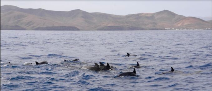 Lanzarote: Sea Safari Experience - Marine Life Exploration