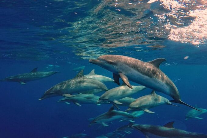 Lanzarote: Sea Safari Experience - Frequently Asked Questions