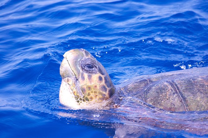 Lanzarote Sea Safari From Puerto Calero - Confirmation and Cancellation Policy