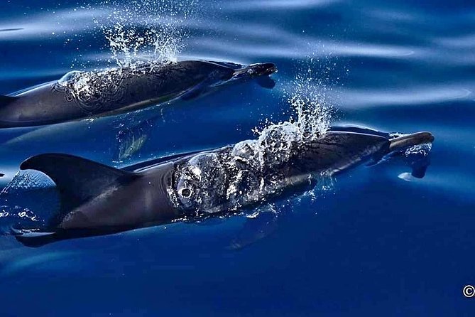 Lanzarote Sea Safari From Puerto Calero - Waterproof Jackets and Life Jackets