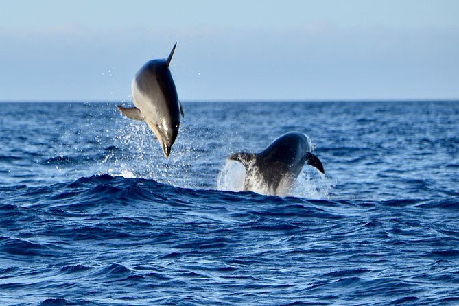 Lanzarote Sea Safari From Puerto Calero - Coffee and Tea Offered