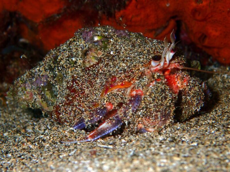 Lanzarote: Small Group Beginner Dive Course Costa Teguise - Diving Equipment Provided