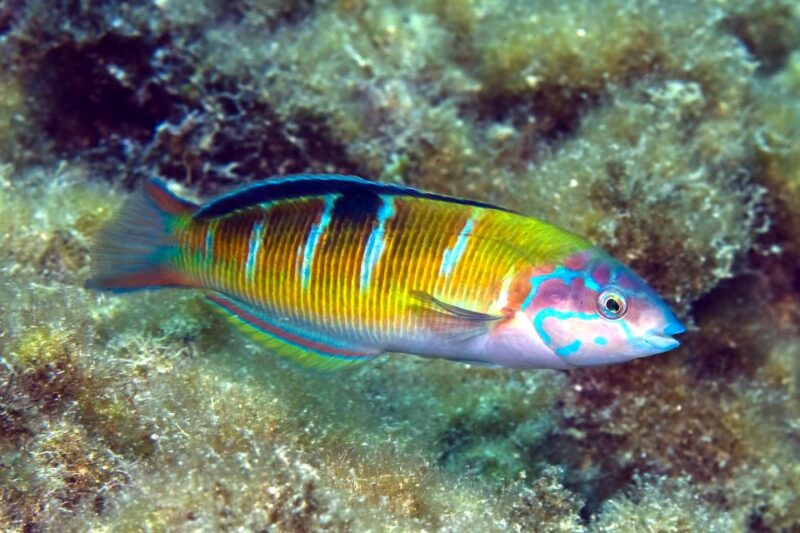 Lanzarote: Small Group Beginner Dive Course Costa Teguise - Guided by Experienced Instructor