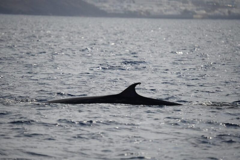 Lanzarote Sunset Experience With Dolphin Spotting - Sustainability Features