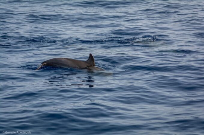 Lanzarote Sunset Experience With Dolphin Spotting - Frequently Asked Questions