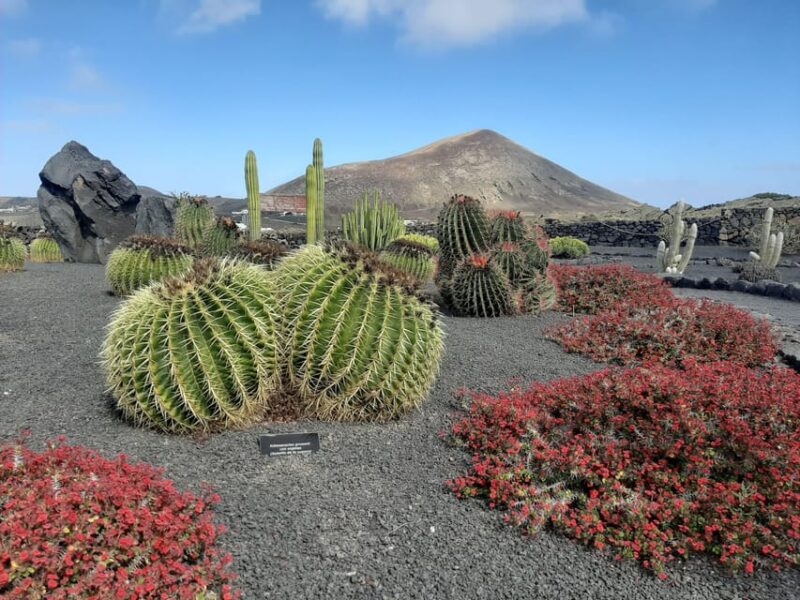 Lanzarote: The Cactus Garden Entry Ticket - Customer Reviews and Ratings