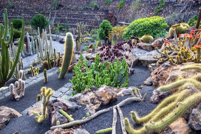 Lanzarote: The Cactus Garden Entry Ticket - Scenic Paths and Touches