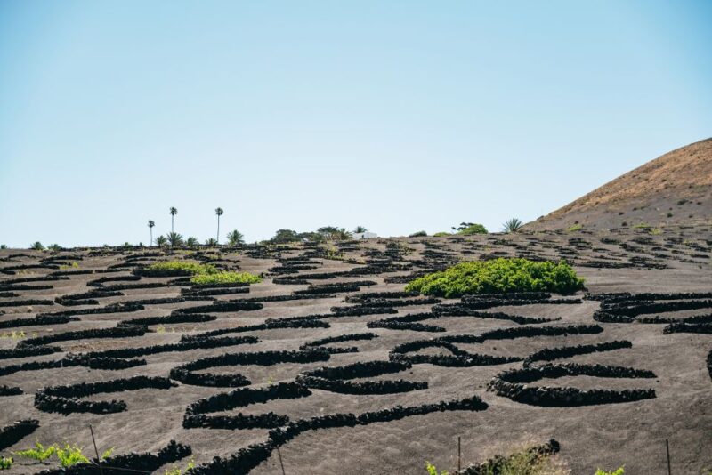 Lanzarote: Timanfaya National Park & La Geria Tour - Inclusions and Exclusions