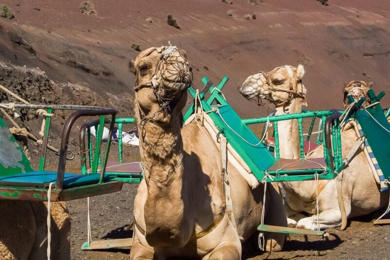 Lanzarote: Timanfaya National Park Volcanic Craters Tour - Transportation and Pickup