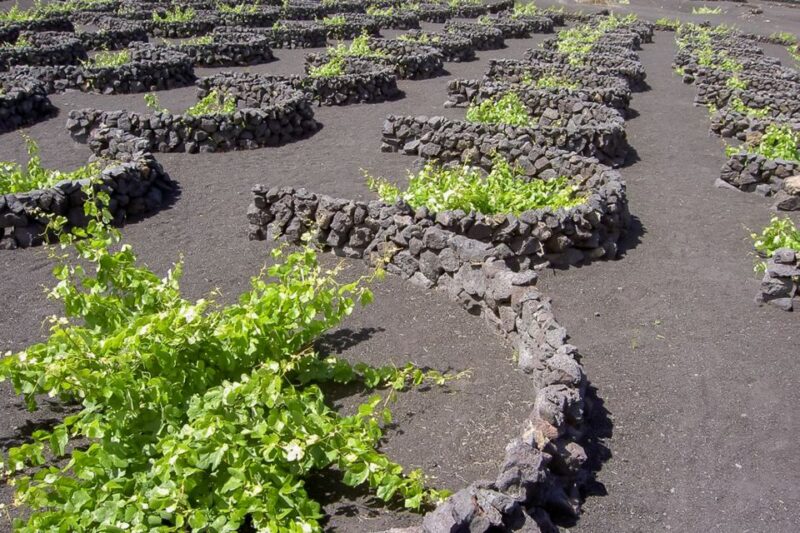Lanzarote: Timanfaya Park and Jameos Del Agua Full-Day Tour - Tour Languages and Duration