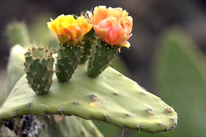 Lanzarote Tour: Lagomar Museum, Guatiza Cactus Garden & La Graciosa Island - Inclusions