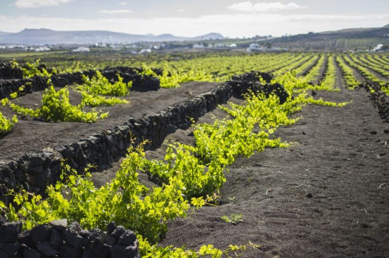 Lanzarote: Travel Through El Grifo Winery World - Key Points