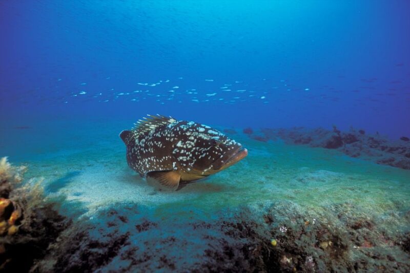 Lanzarote: Try Scuba Diving for Beginners - 2 Dives - Whats Included