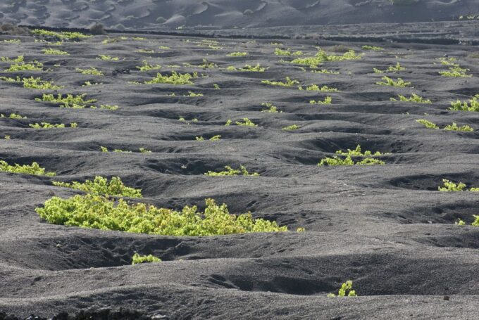 Lanzarote: Vineyard Tour With Wine and Chocolate Tasting - Booking Information