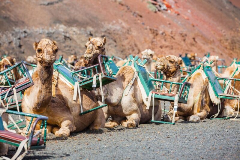 Lanzarote: Volcanoes Guided Day Trip to Timanfaya Park - Key Points