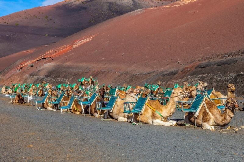 Lanzarote: Volcanos of Timanfaya and Caves Tour With Lunch - Live Tour Guide and Languages