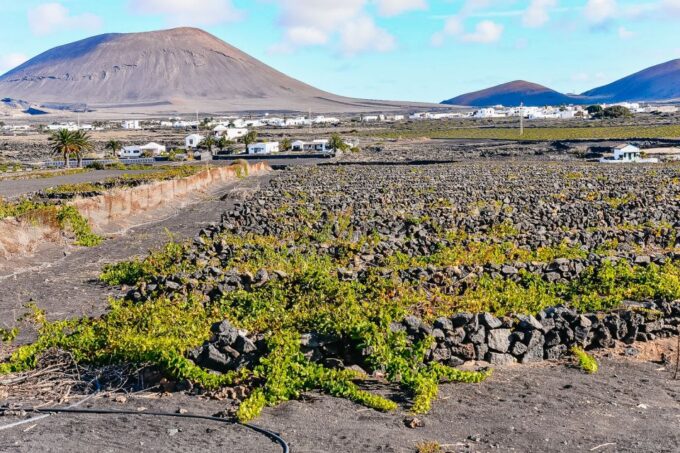 Lanzarote: Volcanos of Timanfaya and Caves Tour With Lunch - Award-winning Winery in La Geria