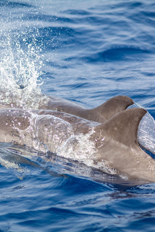 Lanzarote: Whale and Dolphin Watching Eco-Friendly Catamaran - Key Points