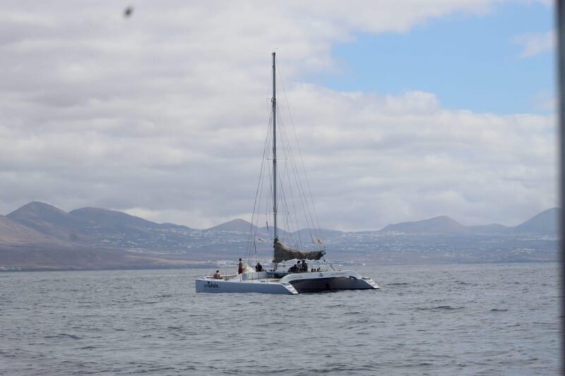 Lanzarote: Whale and Dolphin Watching Eco-Friendly Catamaran - Educational Insights