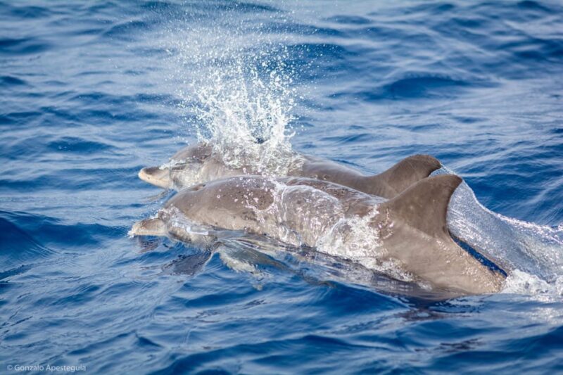 Lanzarote: Whale and Dolphin Watching Eco-Friendly Catamaran - Important Reminders