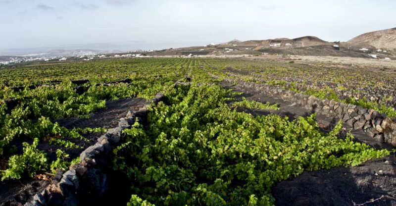 Lanzarote: Wine Tasting Tour at El Grifo Winery - Key Points
