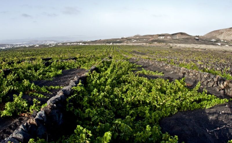 Lanzarote: Wine Tasting Tour at El Grifo Winery - Wine and Food Pairing