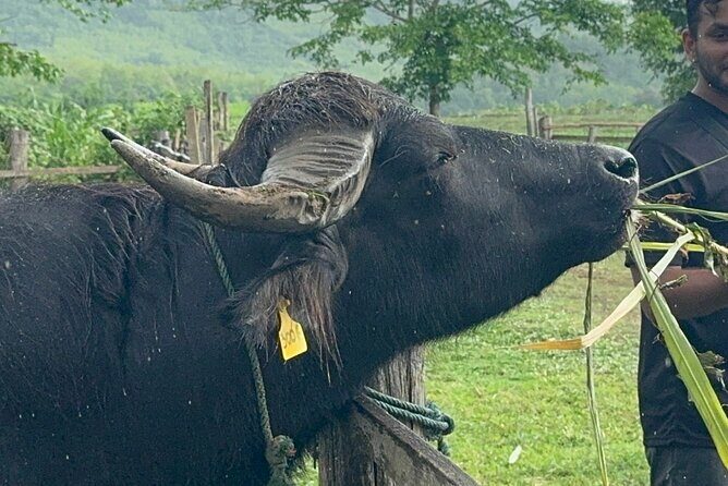 Laos Buffalo Dairy Tours Interact, Learn and Taste Fresh Flavors - Key Points