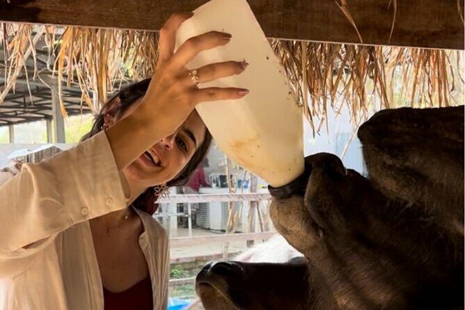 Laos Buffalo Dairy Tours Interact, Learn and Taste Fresh Flavors - Exploring Laos Buffalo Dairy: A Closer Look