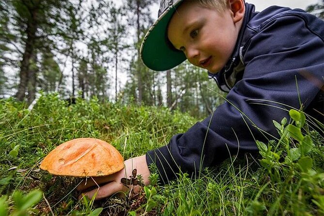 Lapland Berry Day Experience - Foraging for Edible Specimens