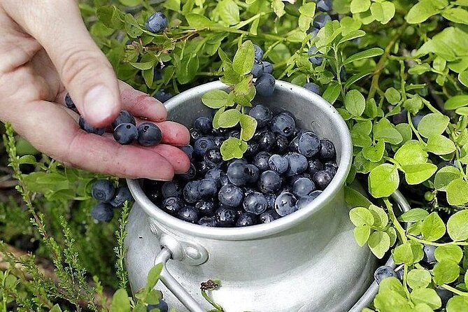 Lapland Berry Day Experience - Meeting and Pickup Details
