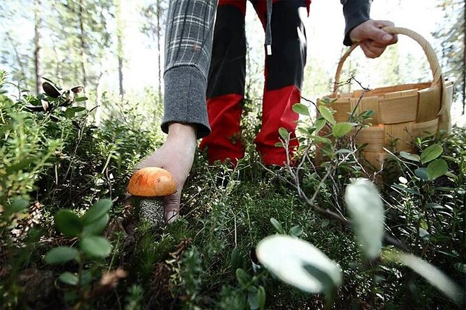 Lapland Berry Day Experience - Dietary Requirements and Pricing
