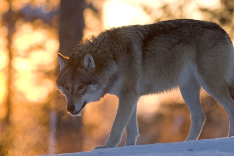 Lapland Full Day Tour With Lunch & Dinner - Experience Highlights