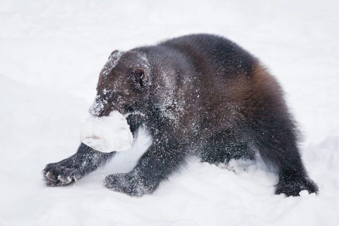 Lapland Full Day Tour With Lunch & Dinner - Ranua Wildlife Park