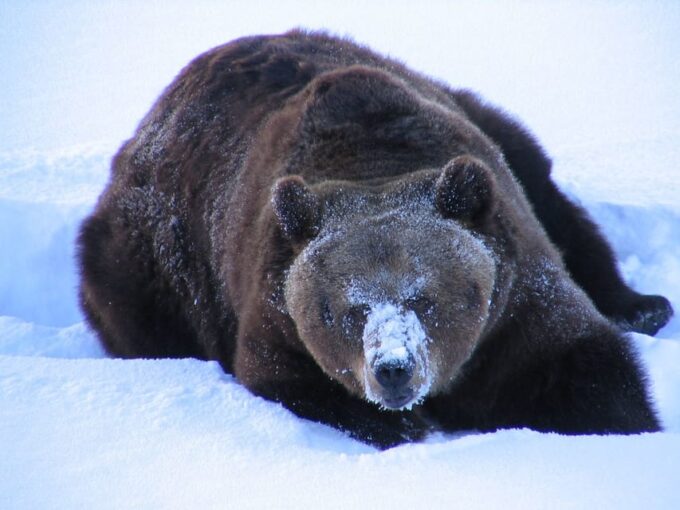 Lapland Full Day Tour With Lunch & Dinner - Sauna Experience