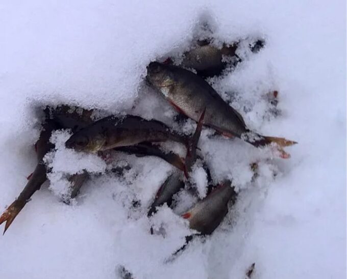 Lapland: Hiking, Ice Fishing, Floating & BBQ Snow Adventure - Sum Up