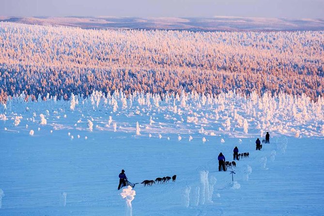 Lapland Husky Safari From Saariselkä - Good To Know