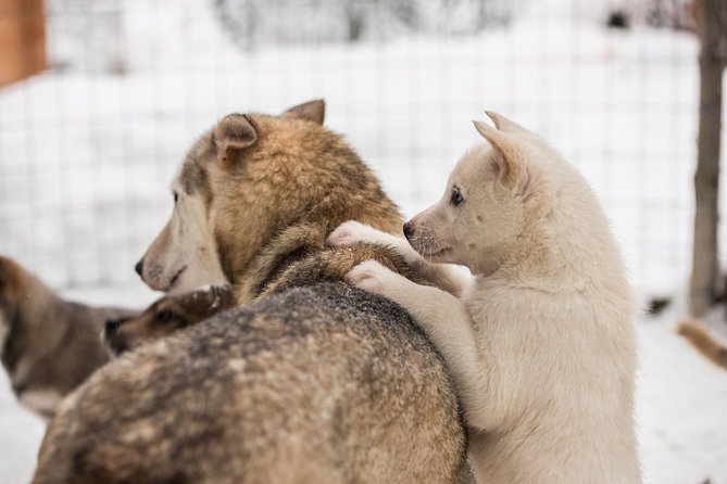 Lapland Husky Safari From Saariselkä - Booking and Cancellation Policy
