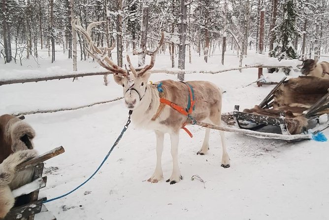 Lapland Reindeer and Husky Safari From Levi - Important Information