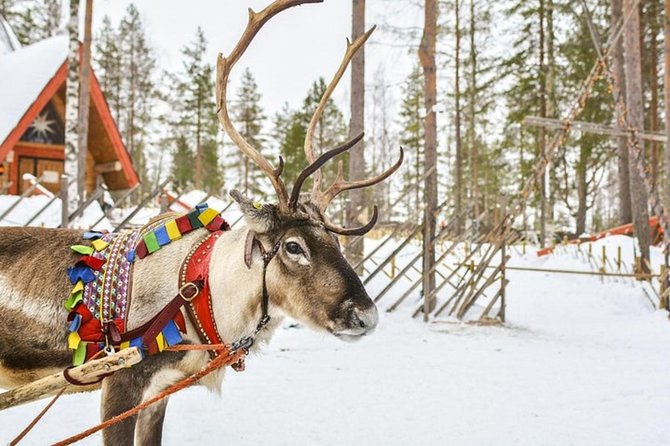 Lapland Reindeer and Husky Safari From Levi - Customer Feedback