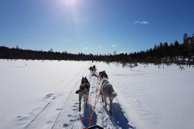 Lapland Reindeer and Husky Safari From Levi - Meeting the Reindeer