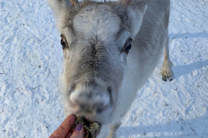 Lapland Reindeer and Husky Safari From Levi - Scenic Sled Rides