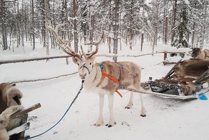 Lapland Reindeer Safari From Levi - Negative Customer Experiences