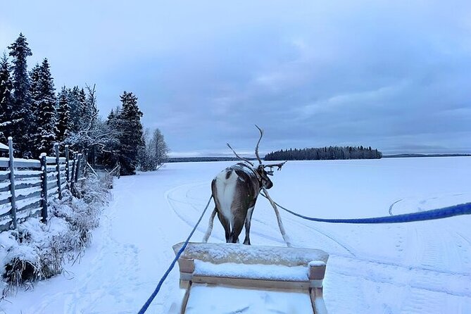 Lapland Reindeer Safari From Levi - Pricing and Cancellation Policy